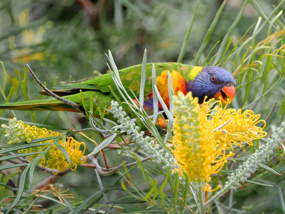 Rainbow Lorikeet - ML516056301