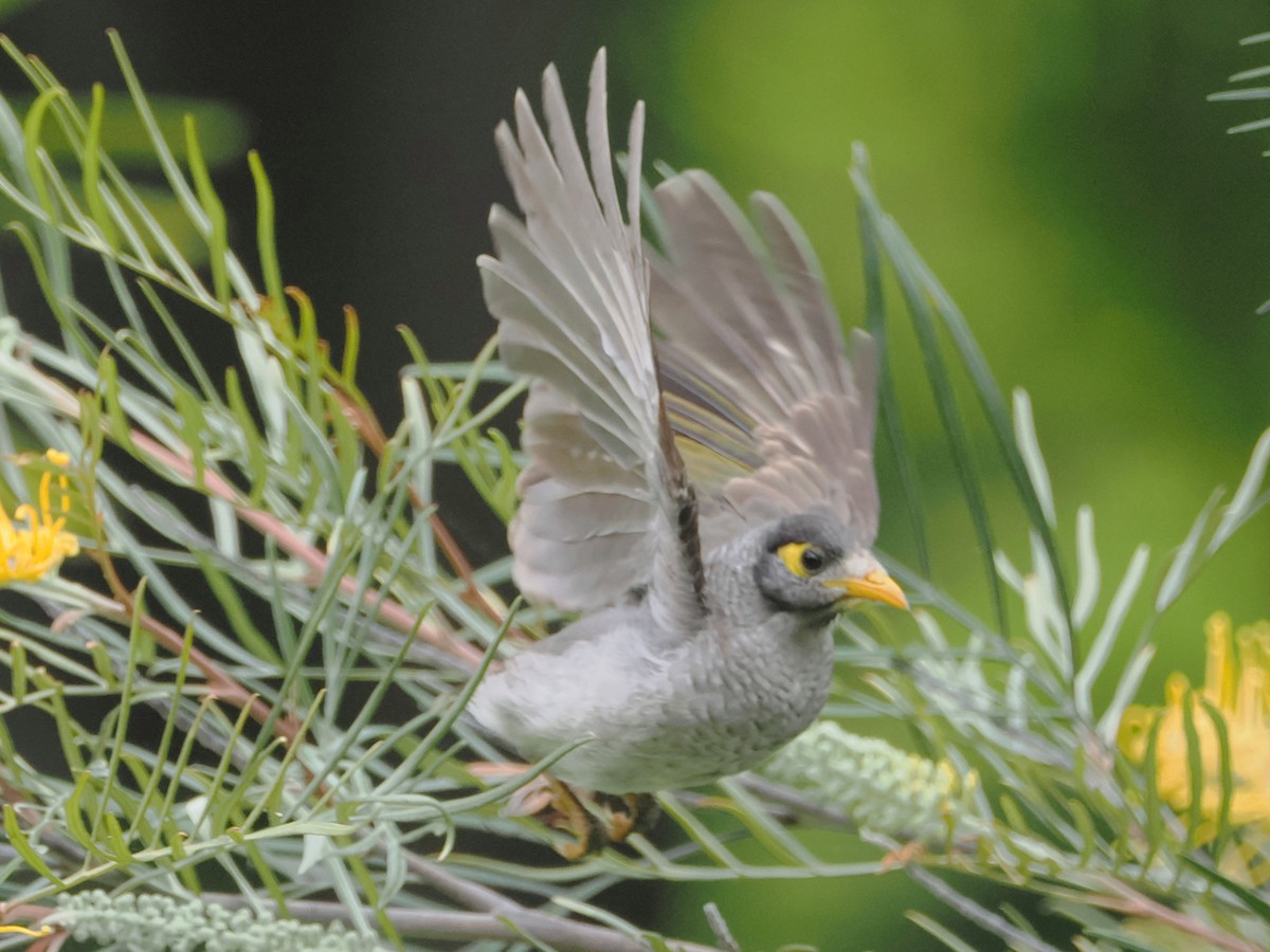 Noisy Miner - ML516056371