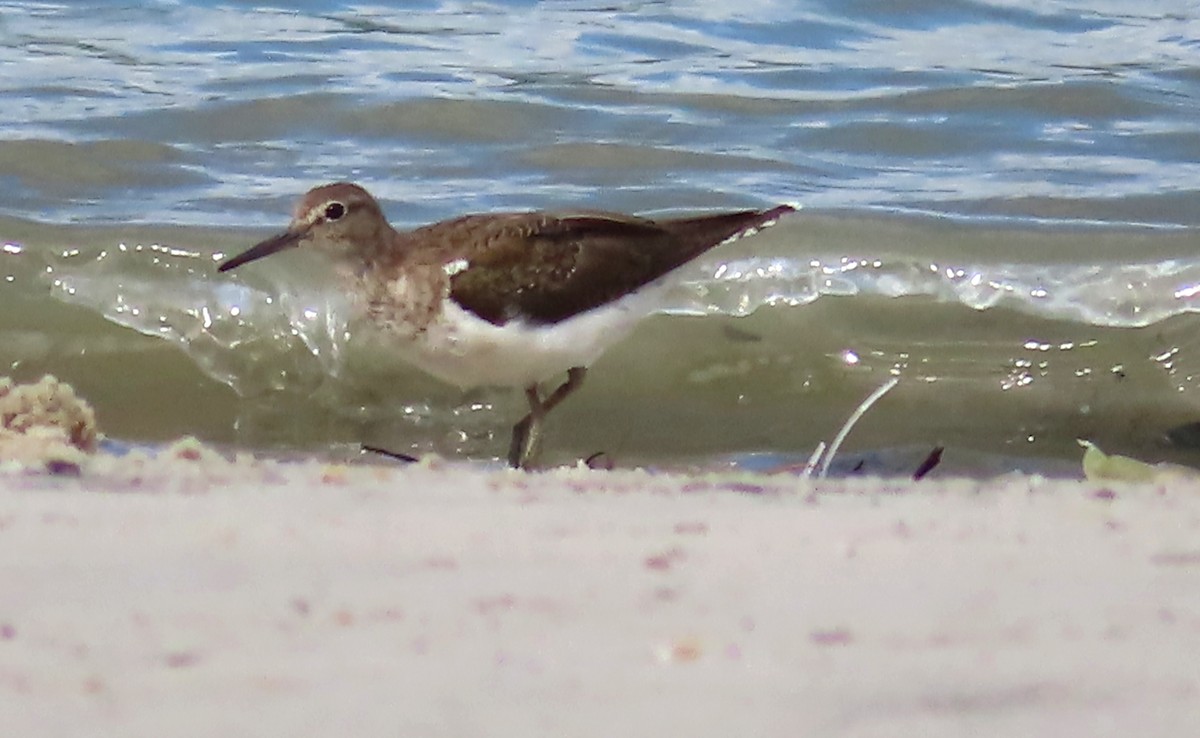 Common Sandpiper - ML516057361