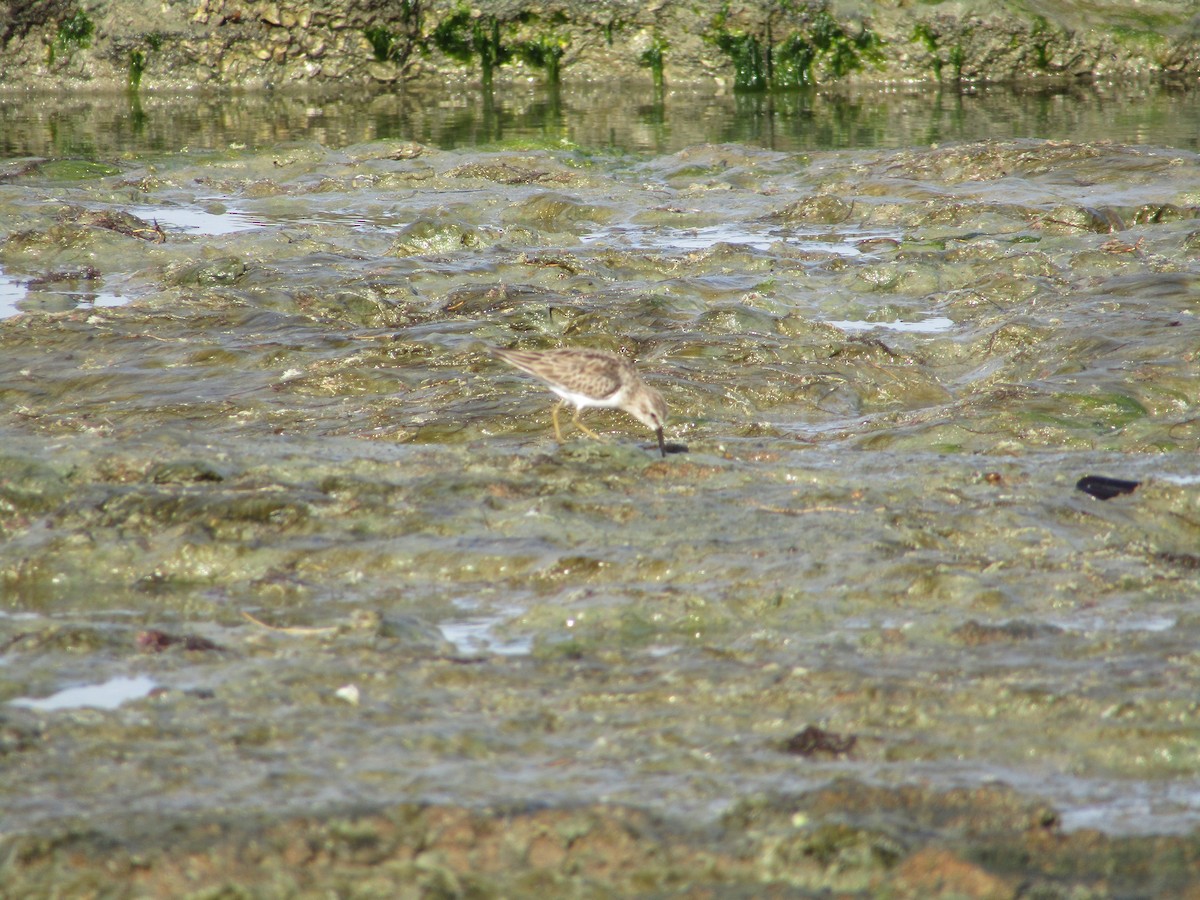 Wiesenstrandläufer - ML516059881