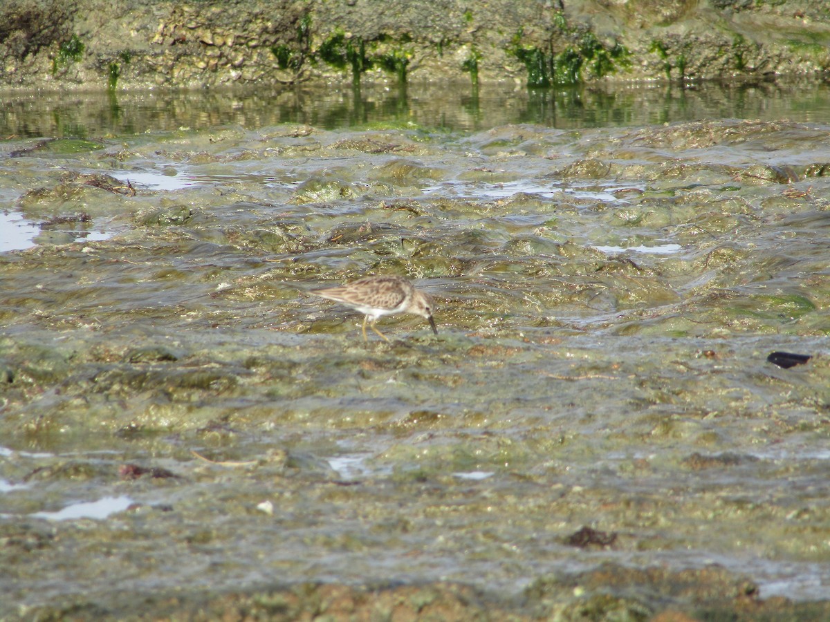 Least Sandpiper - ML516059931