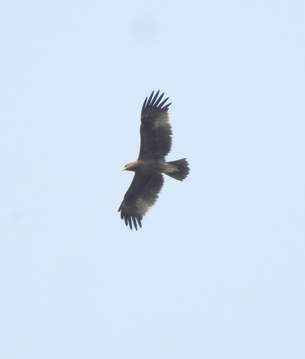 Águila India - ML516059981