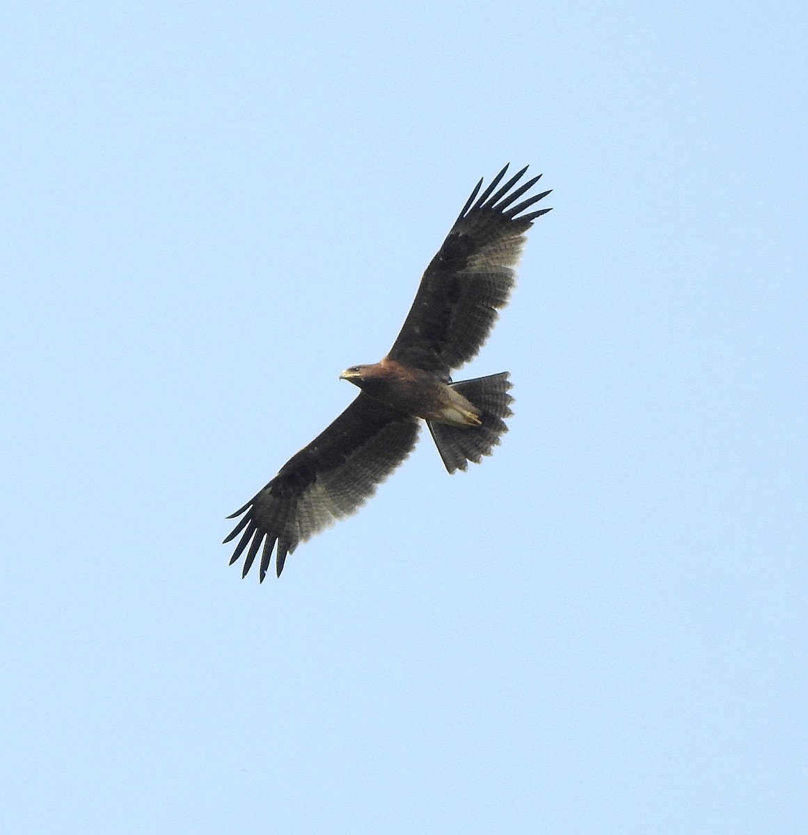 Aigle lancéolé - ML516059991