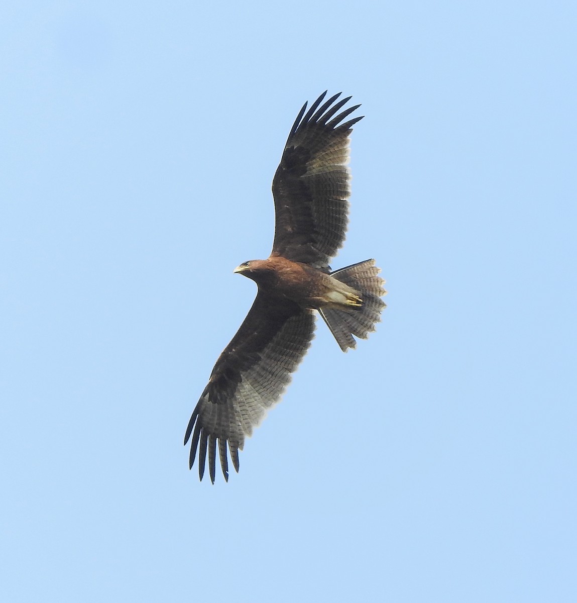 Aigle lancéolé - ML516060001