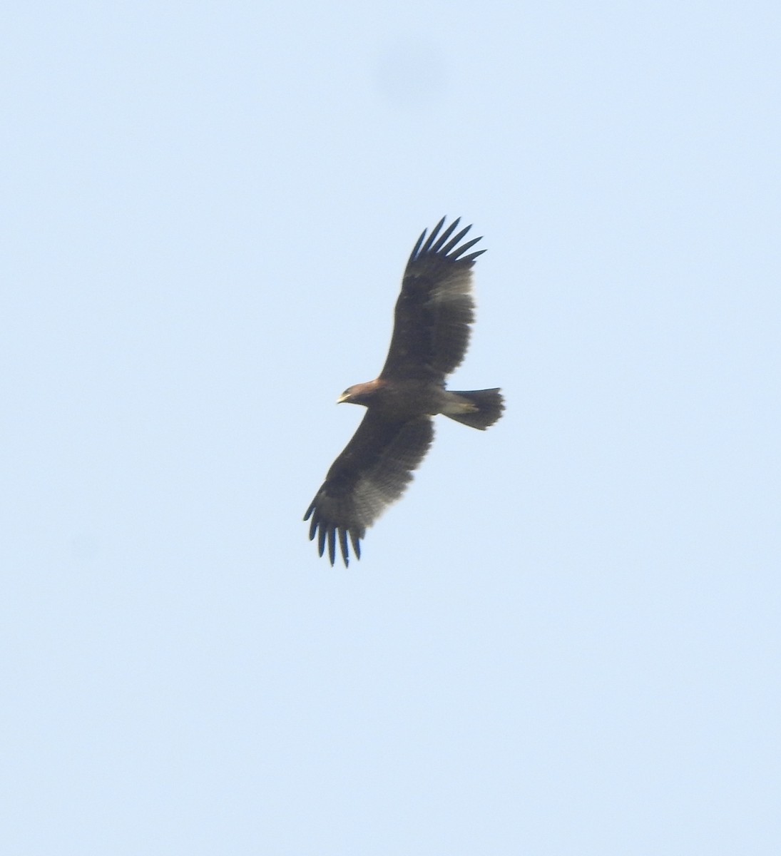 Águila India - ML516060011