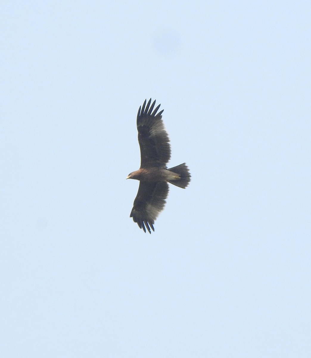 Águila India - ML516060021