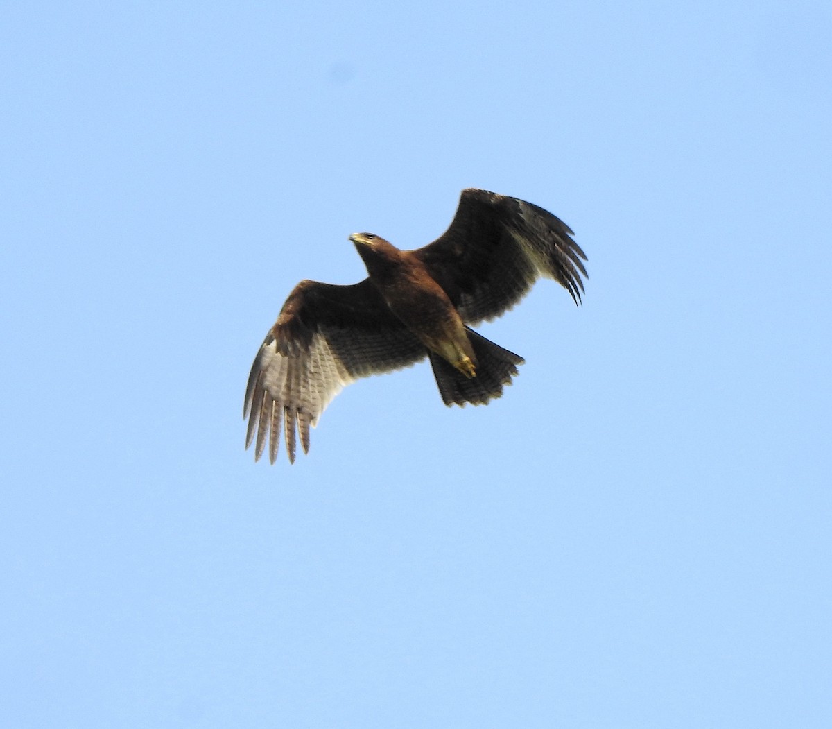 Indian Spotted Eagle - ML516060031