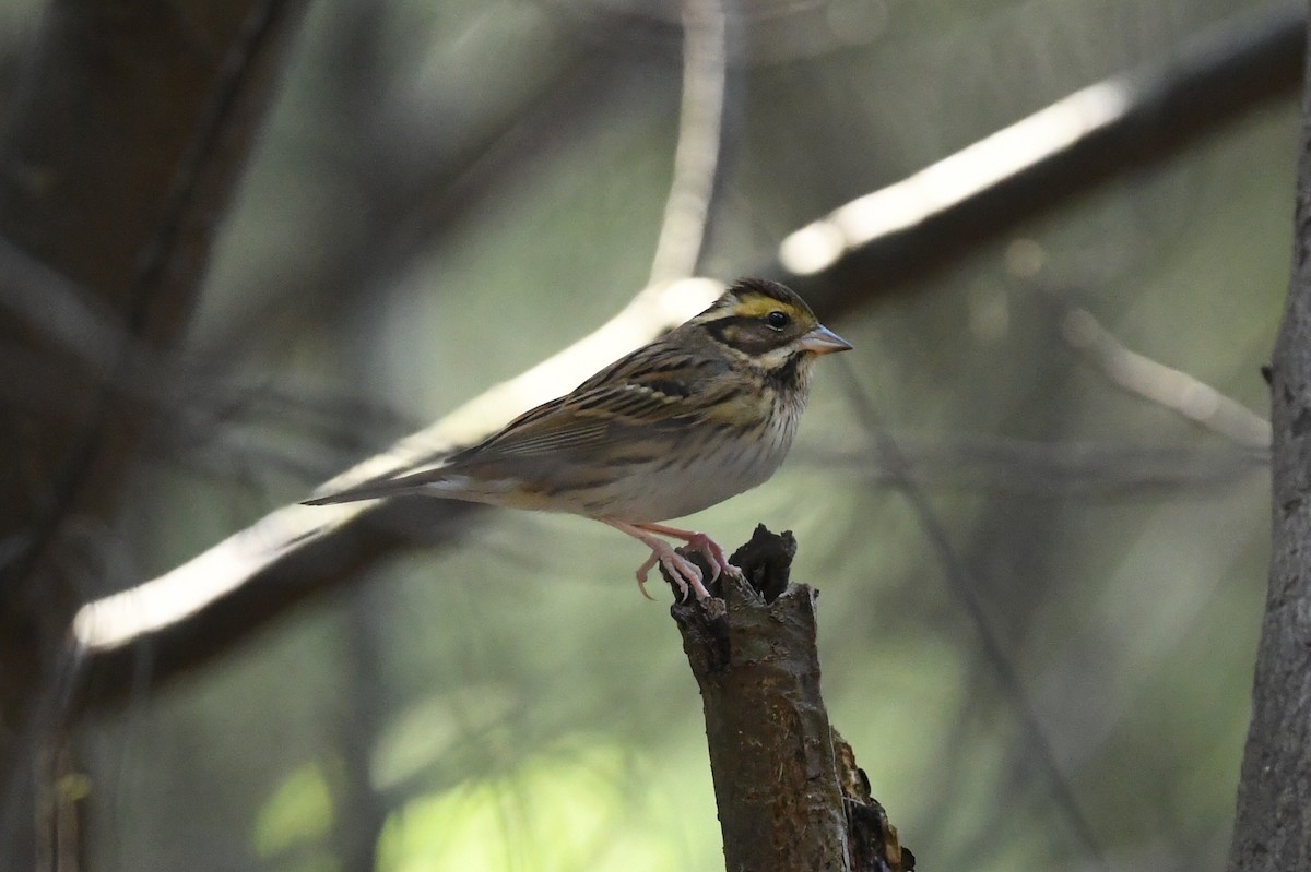 Yellow-browed Bunting - ML516060321