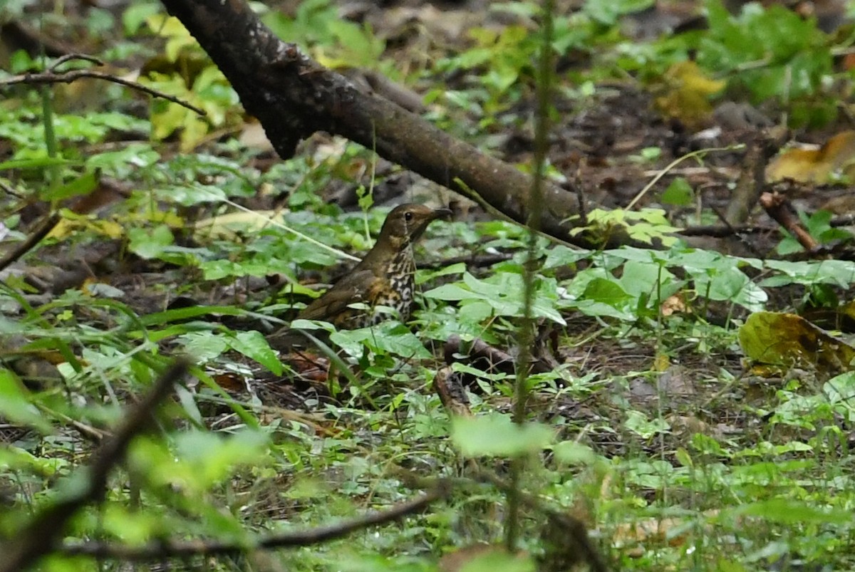 Japanese Thrush - ML516061111