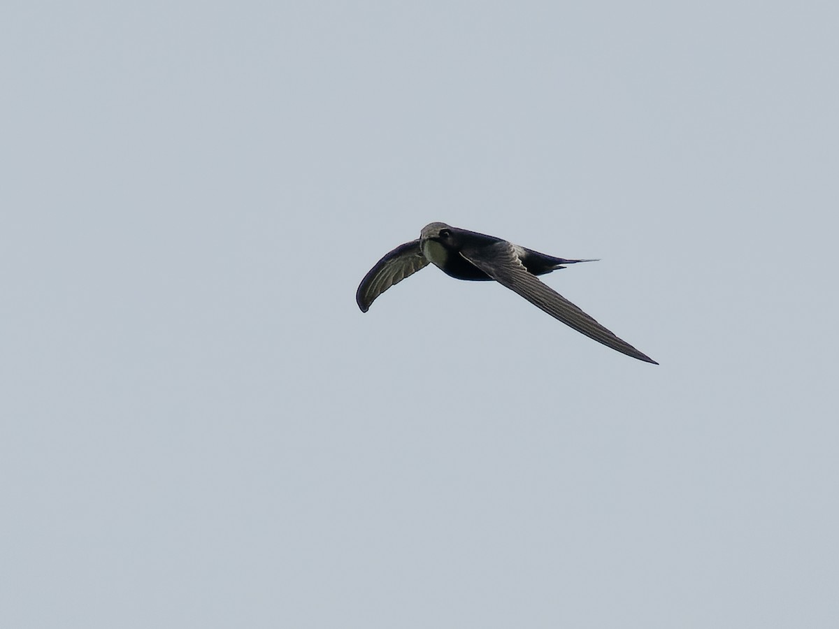 White-rumped Swift - ML516061891