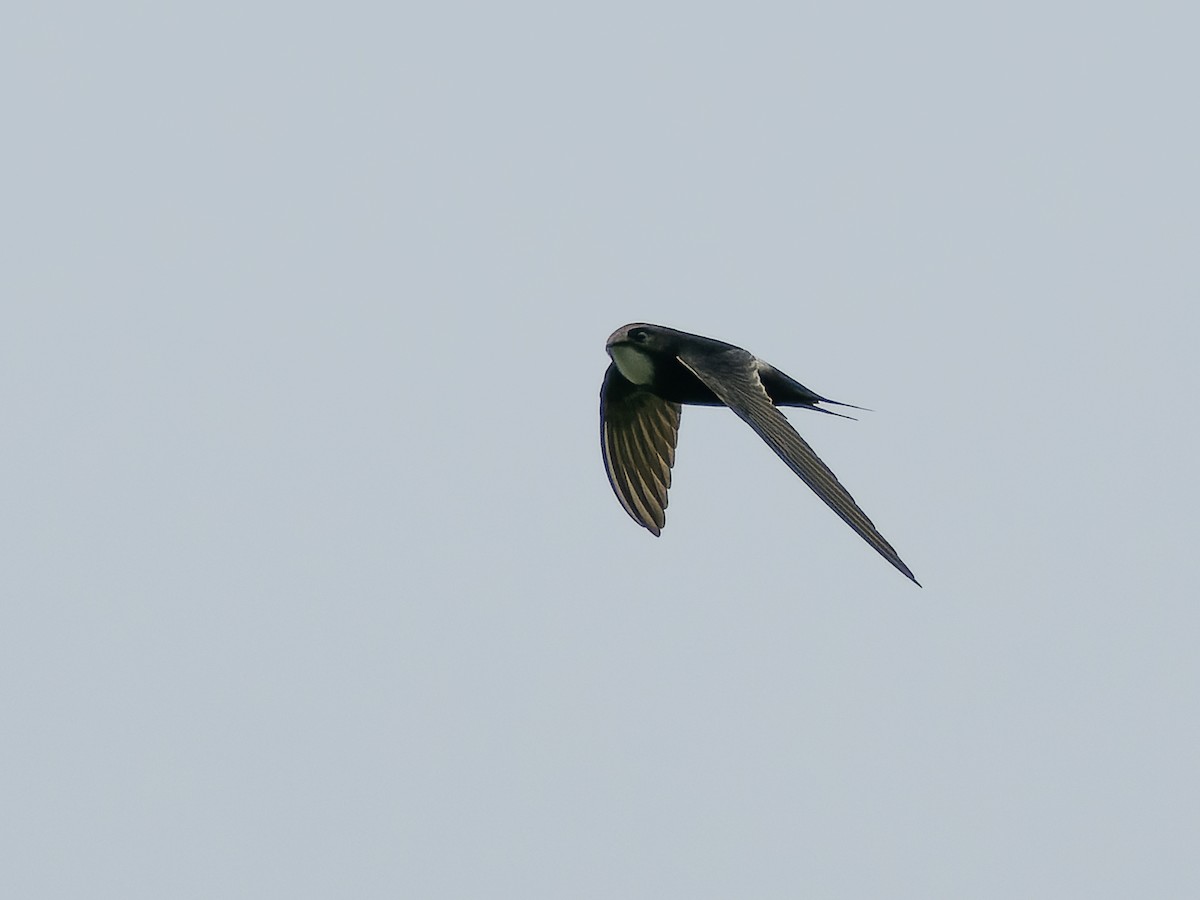 White-rumped Swift - ML516061921