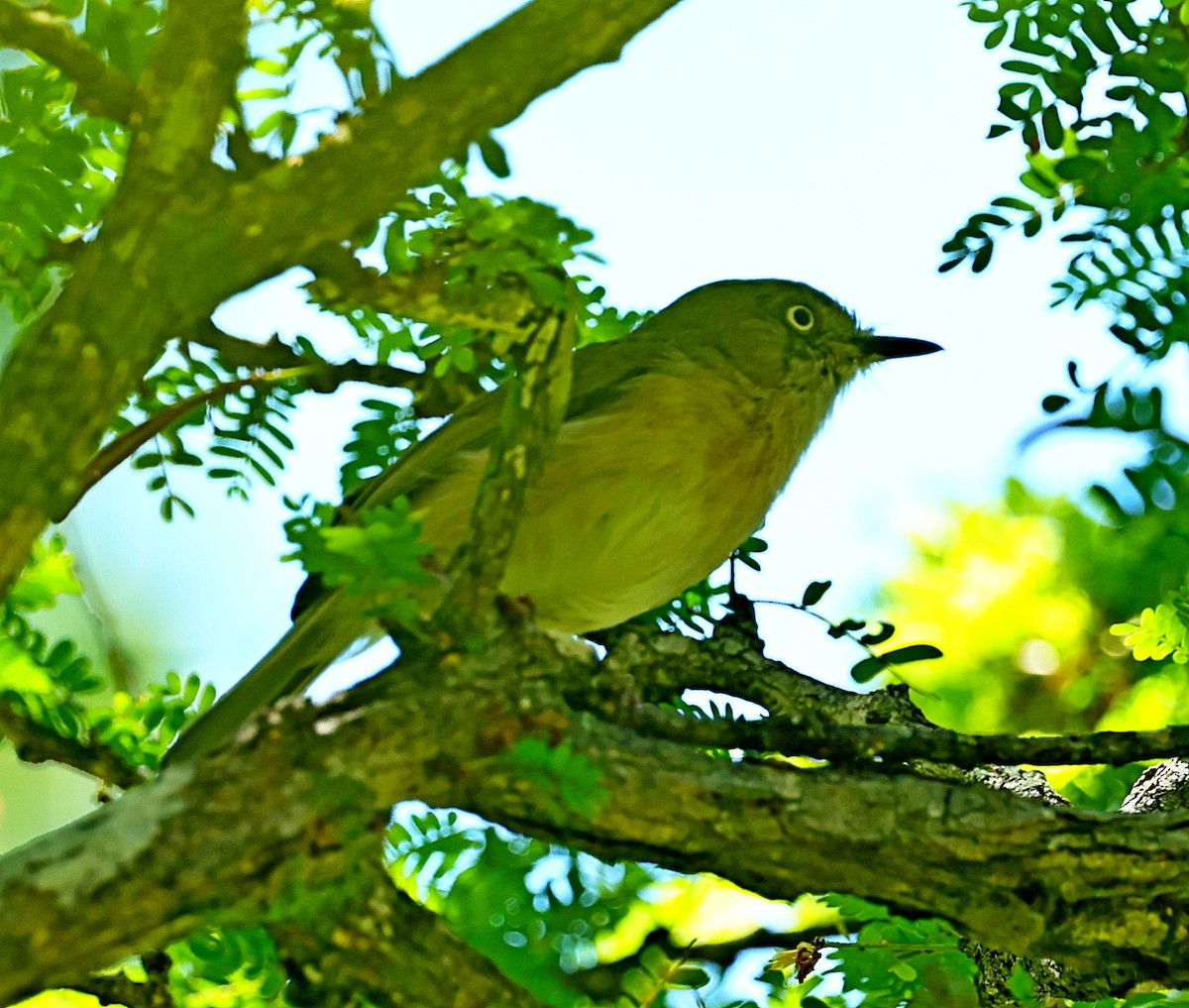 Bulbul Coronigrís - ML516061941