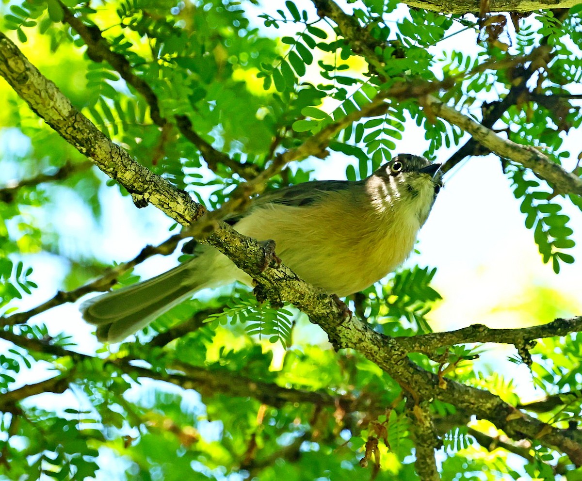 Bulbul Coronigrís - ML516061951