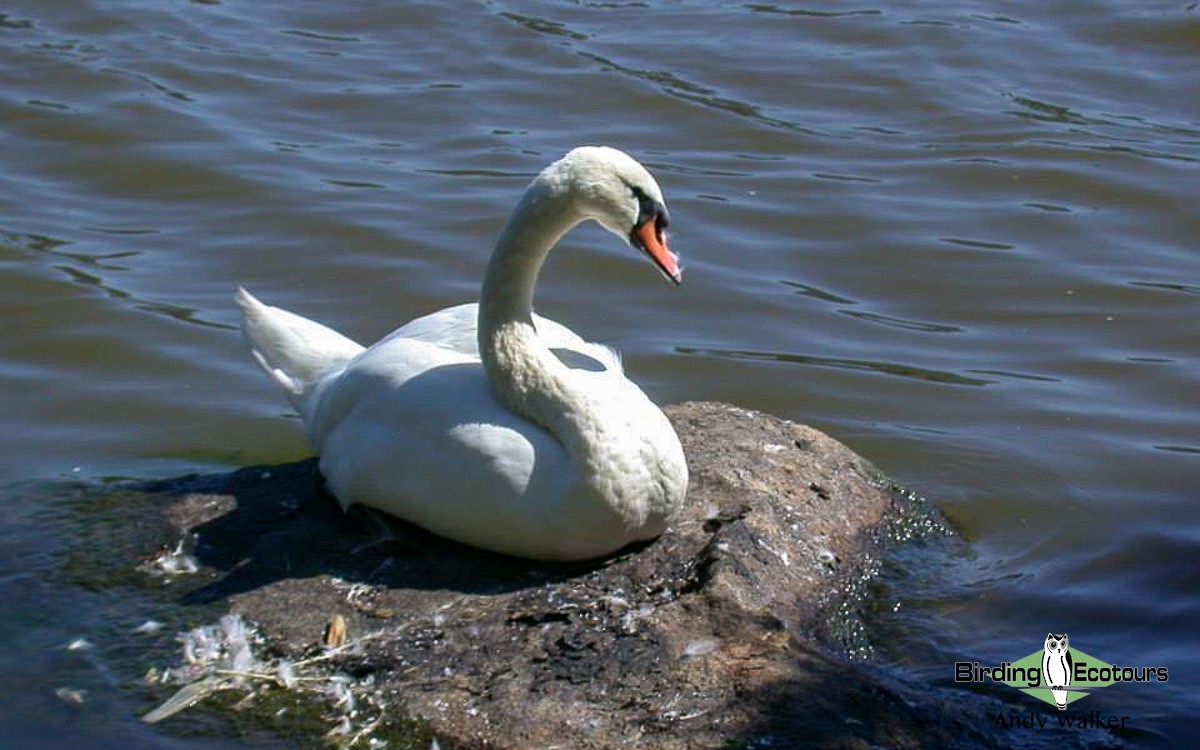Mute Swan - Andy Walker - Birding Ecotours