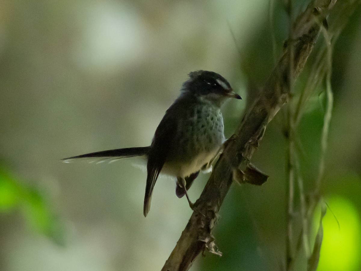 Vanuatu Streaked Fantail - Mike Greenfelder