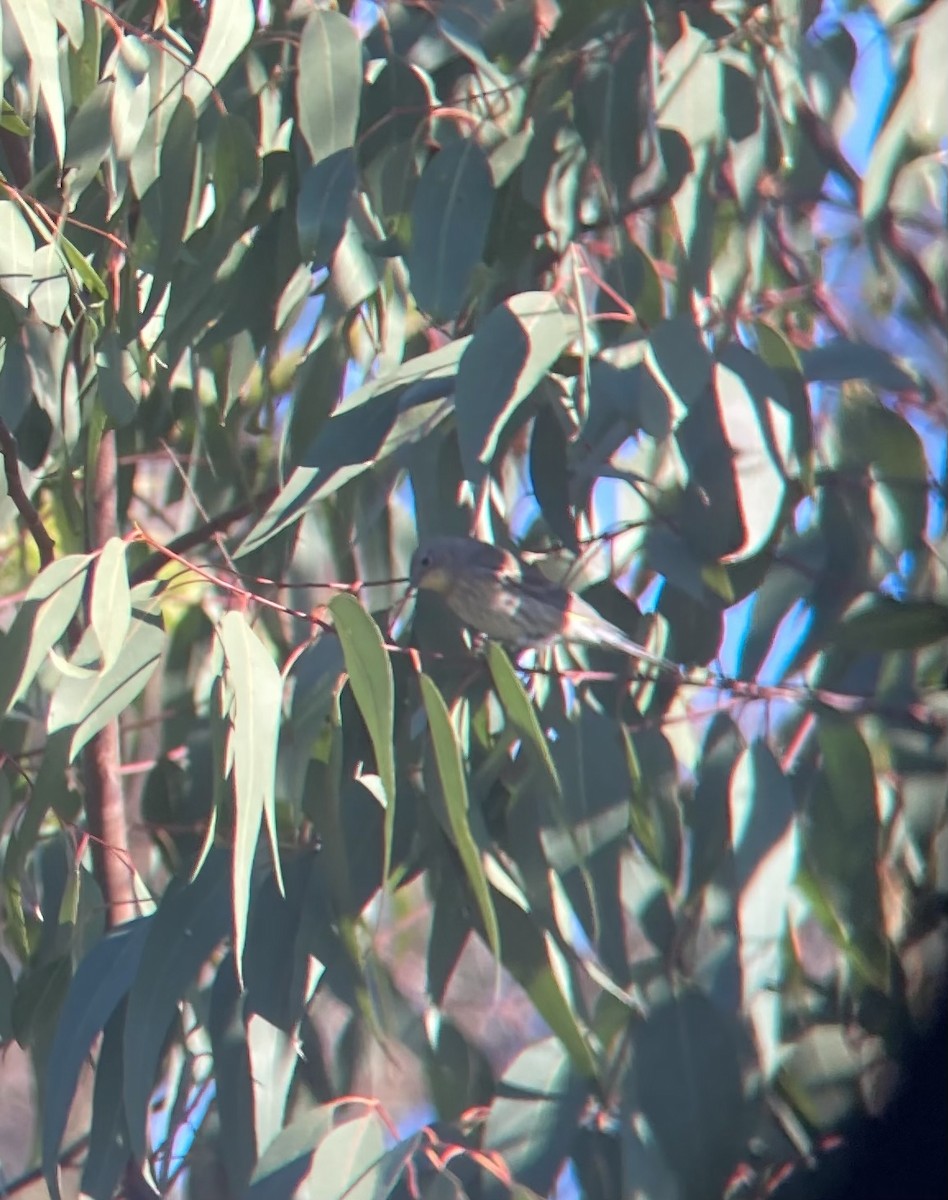 Yellow-rumped Warbler (Myrtle x Audubon's) - ML516064051