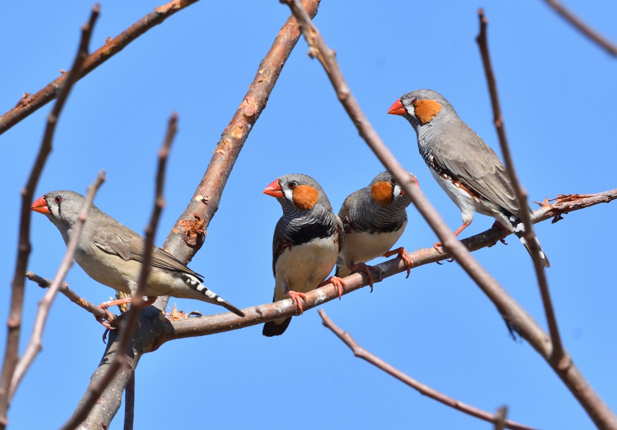 Zebra Finch (Australian) - ML516064281