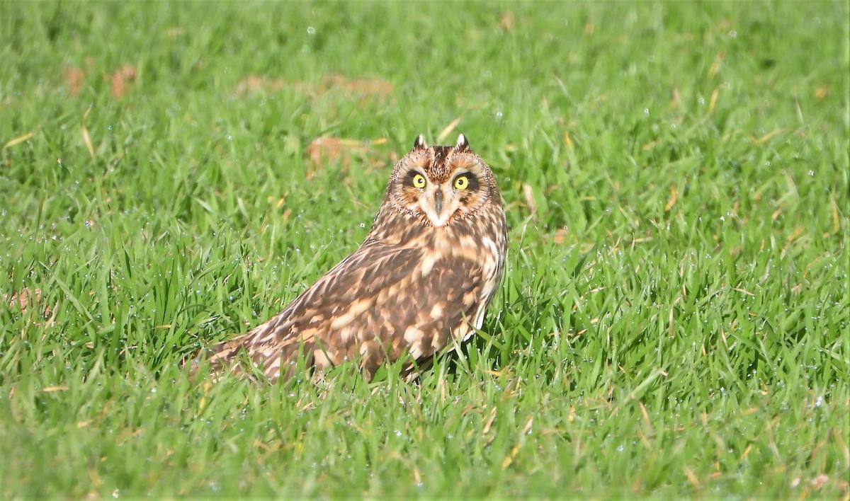 Short-eared Owl - ML516064361