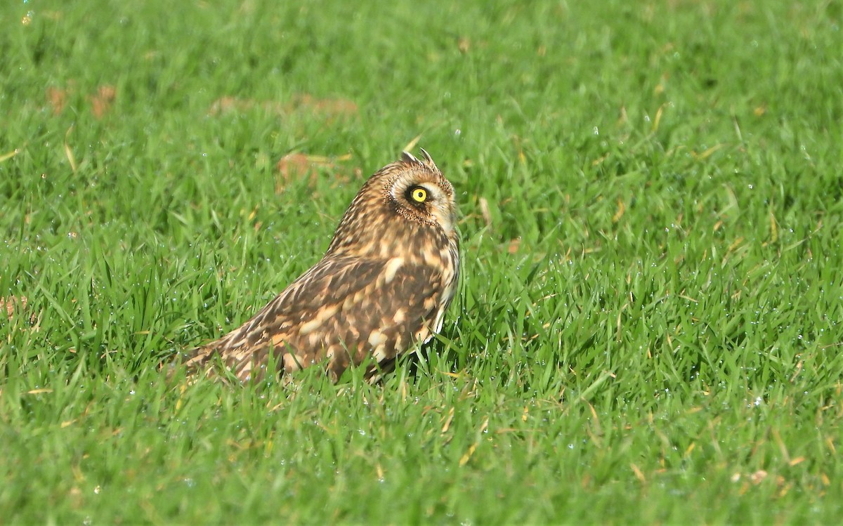 Short-eared Owl - ML516064371