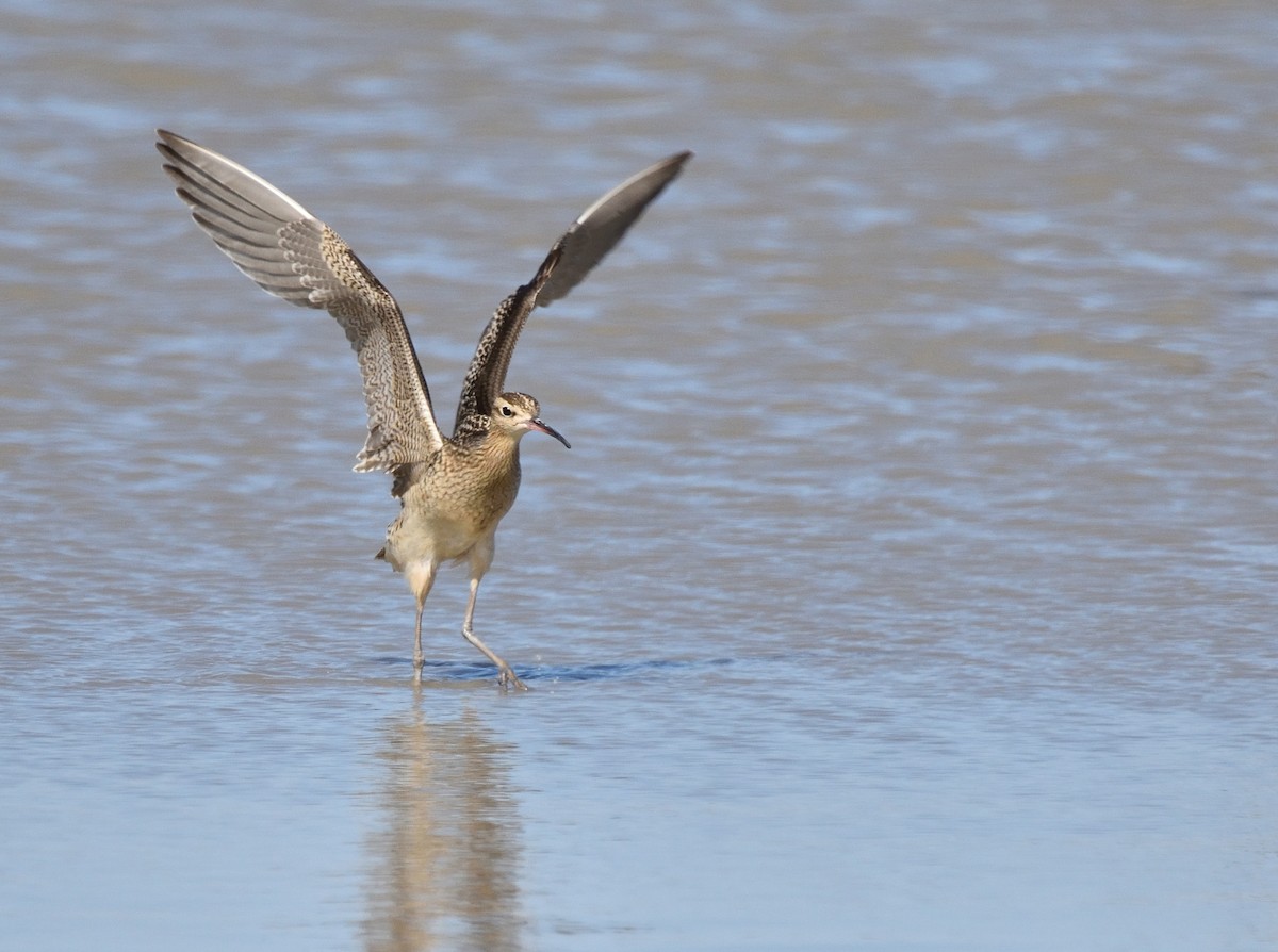 Little Curlew - ML516064581