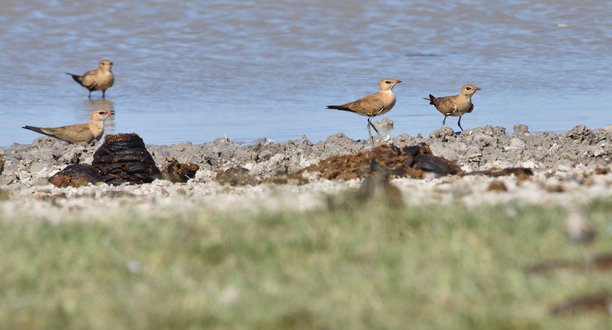 Australian Pratincole - ML516064641