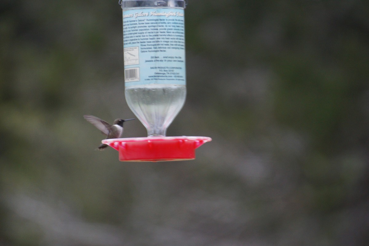 Black-chinned Hummingbird - ML51606521
