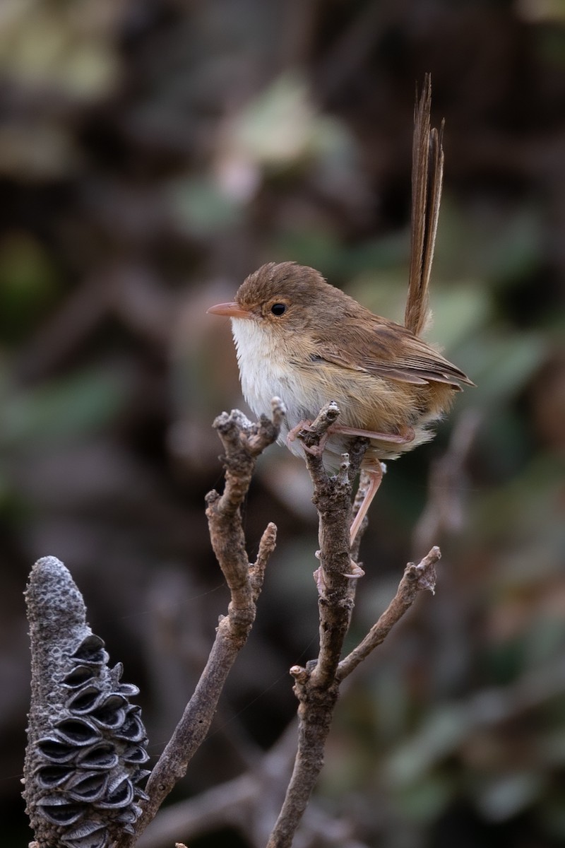 Red-backed Fairywren - Hannah O’Neill