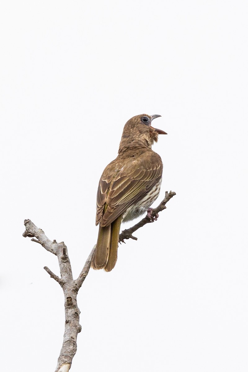 Olive-backed Oriole - Hannah O’Neill