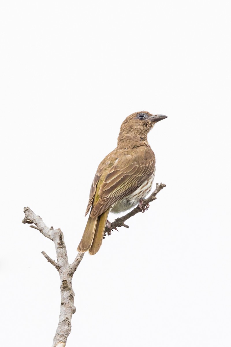 Olive-backed Oriole - ML516065351