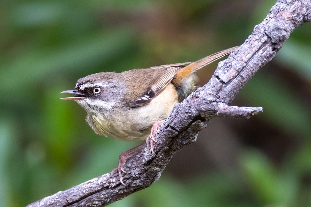 White-browed Scrubwren - ML516065371