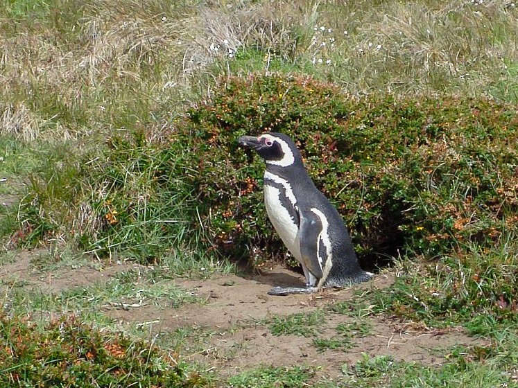 Magellanic Penguin - David Hird