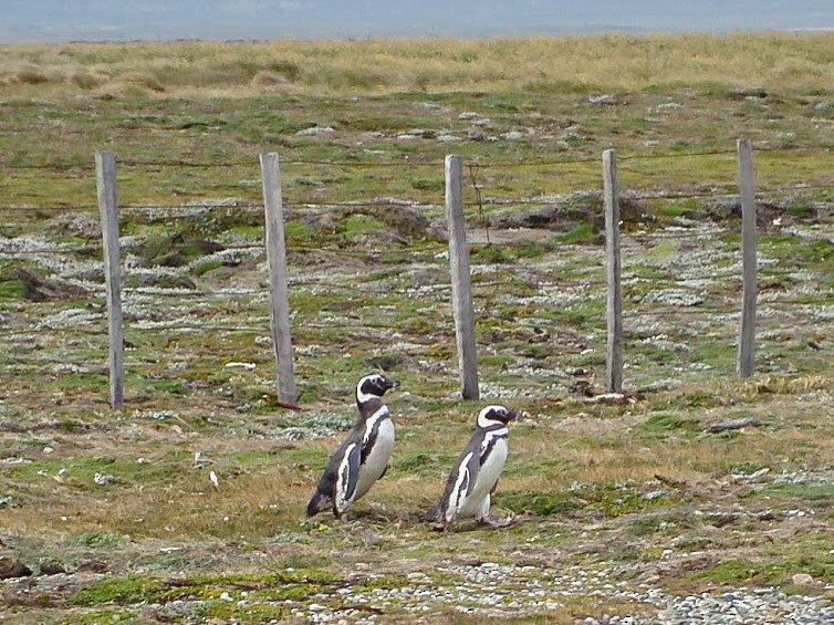 Magellanic Penguin - David Hird