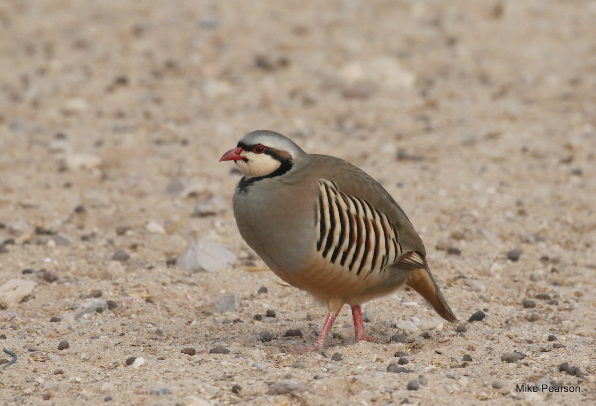 Chukar - ML516070951