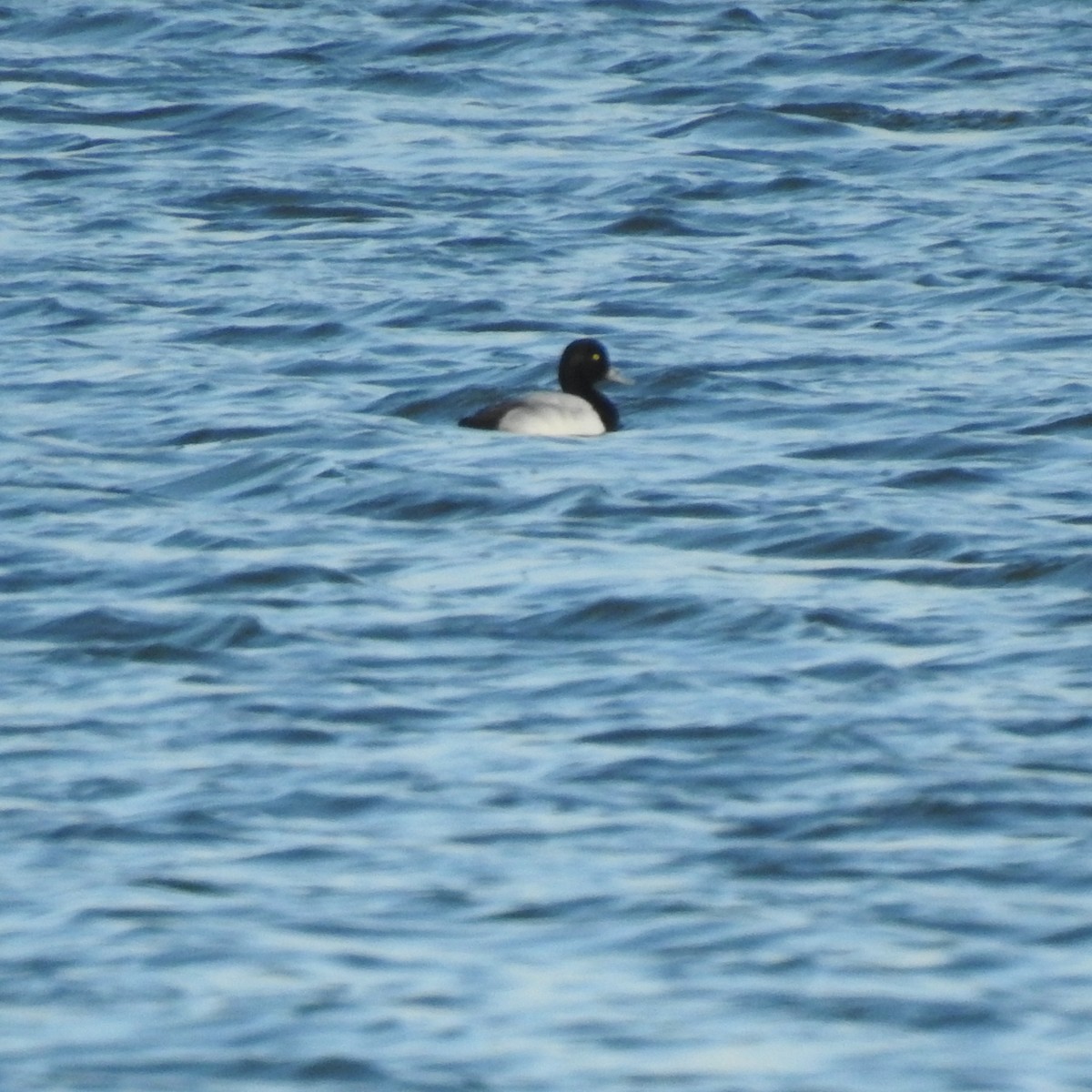 Greater Scaup - ML516070971