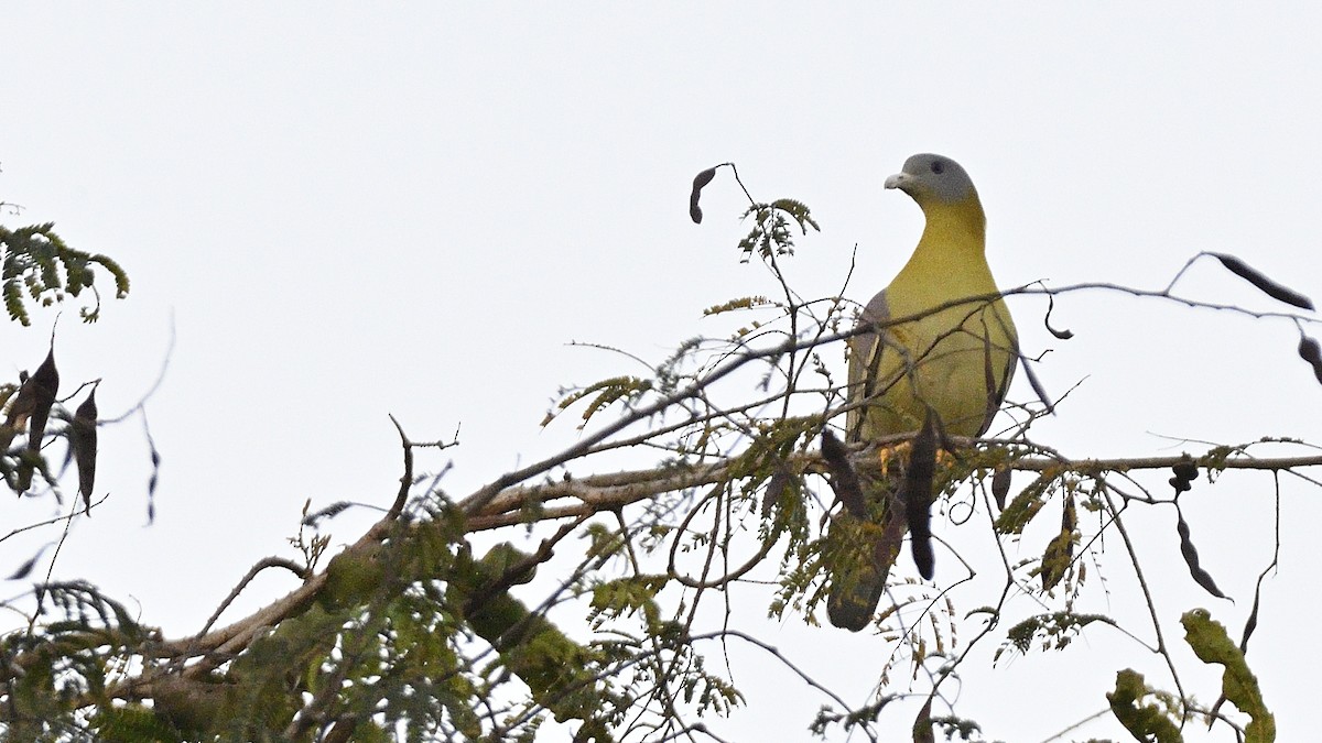 Yellow-footed Green-Pigeon - ML516071401