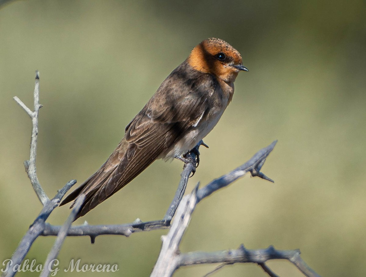 Tawny-headed Swallow - Pablo Moreno