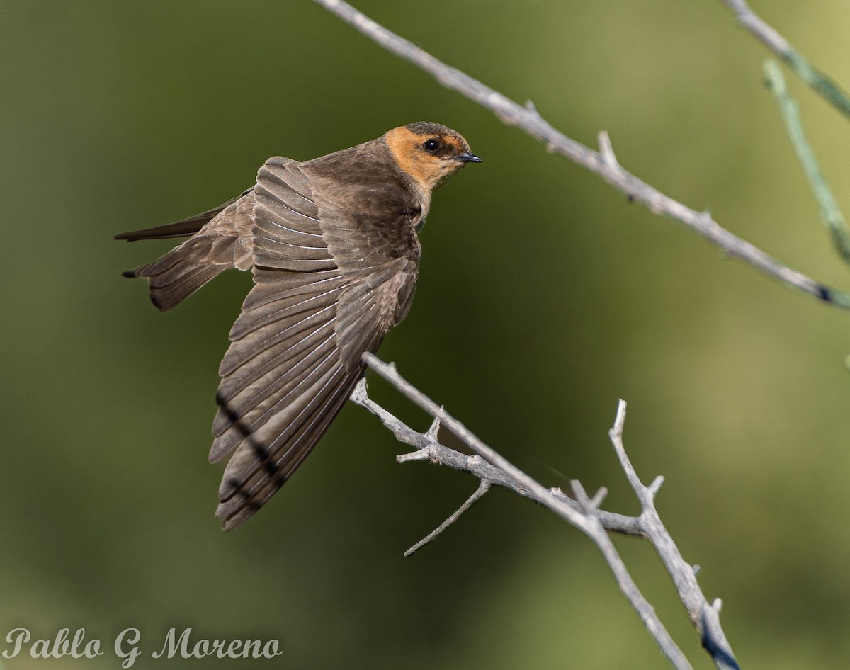 Tawny-headed Swallow - Pablo Moreno