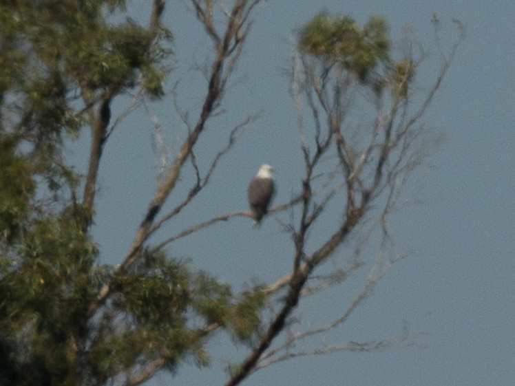 White-bellied Sea-Eagle - Richard and Margaret Alcorn