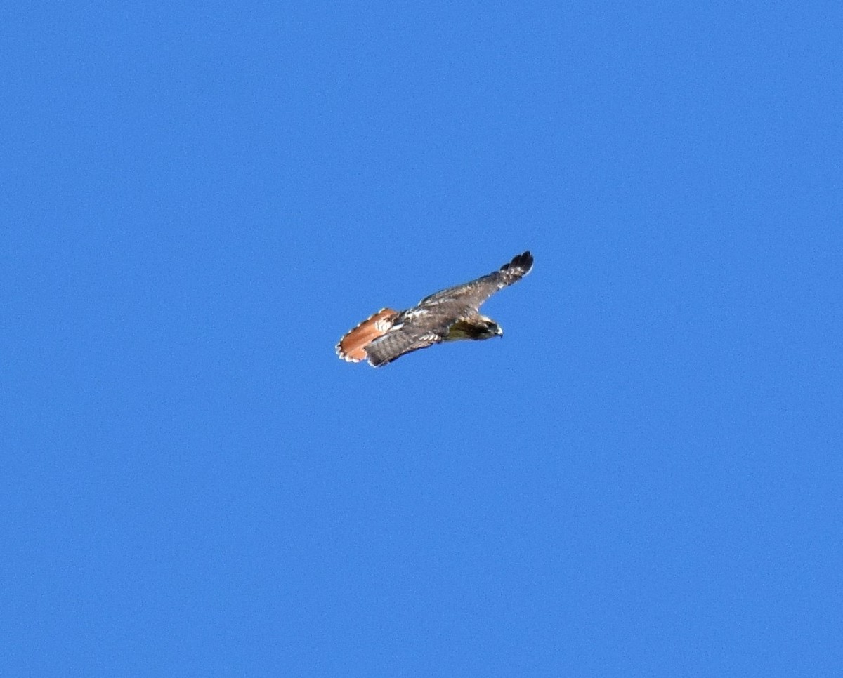 Red-tailed Hawk - ML51607241