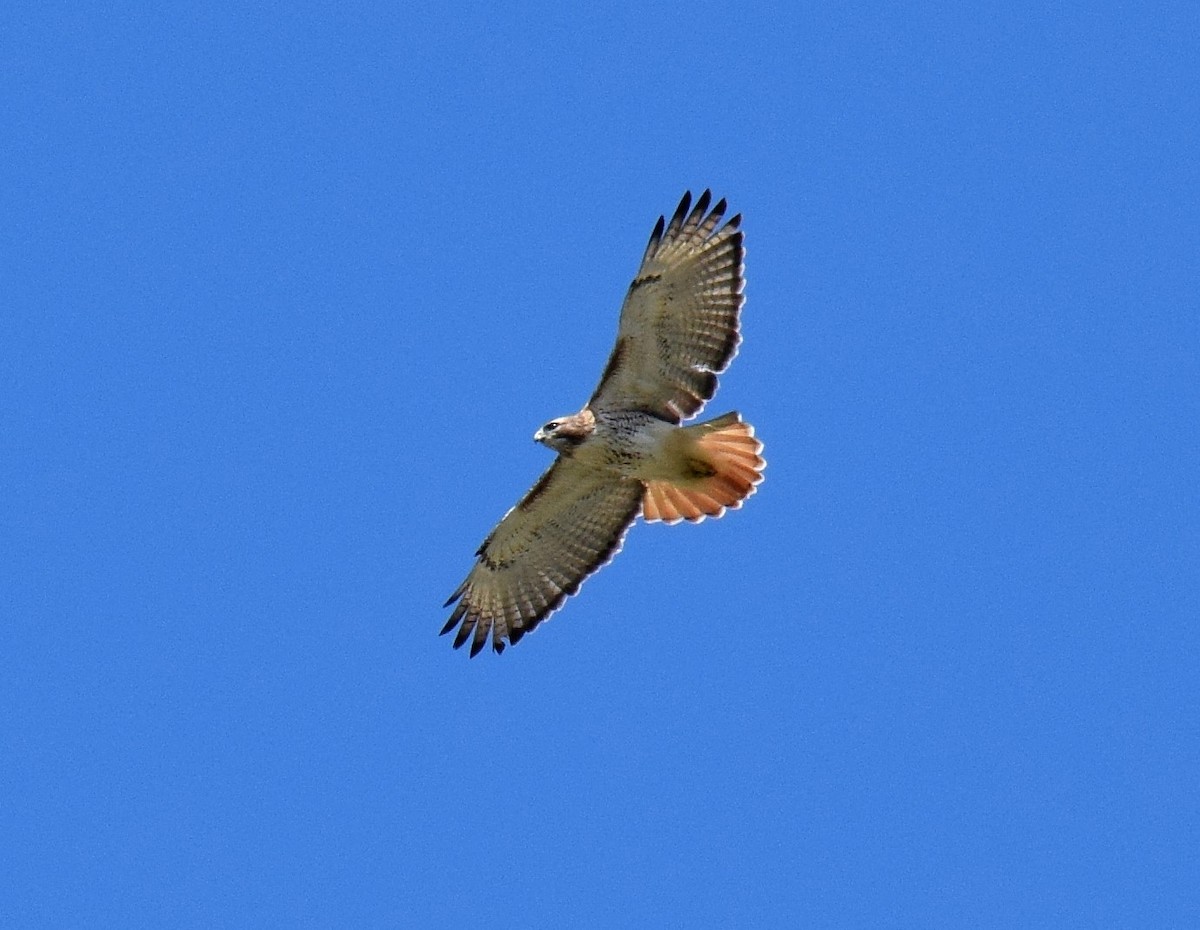 Red-tailed Hawk - ML51607251