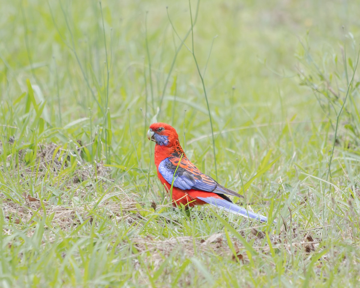 Crimson Rosella - ML516073301