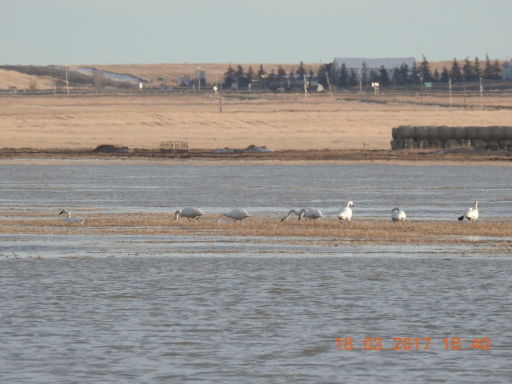 Tundra Swan - ML51607401