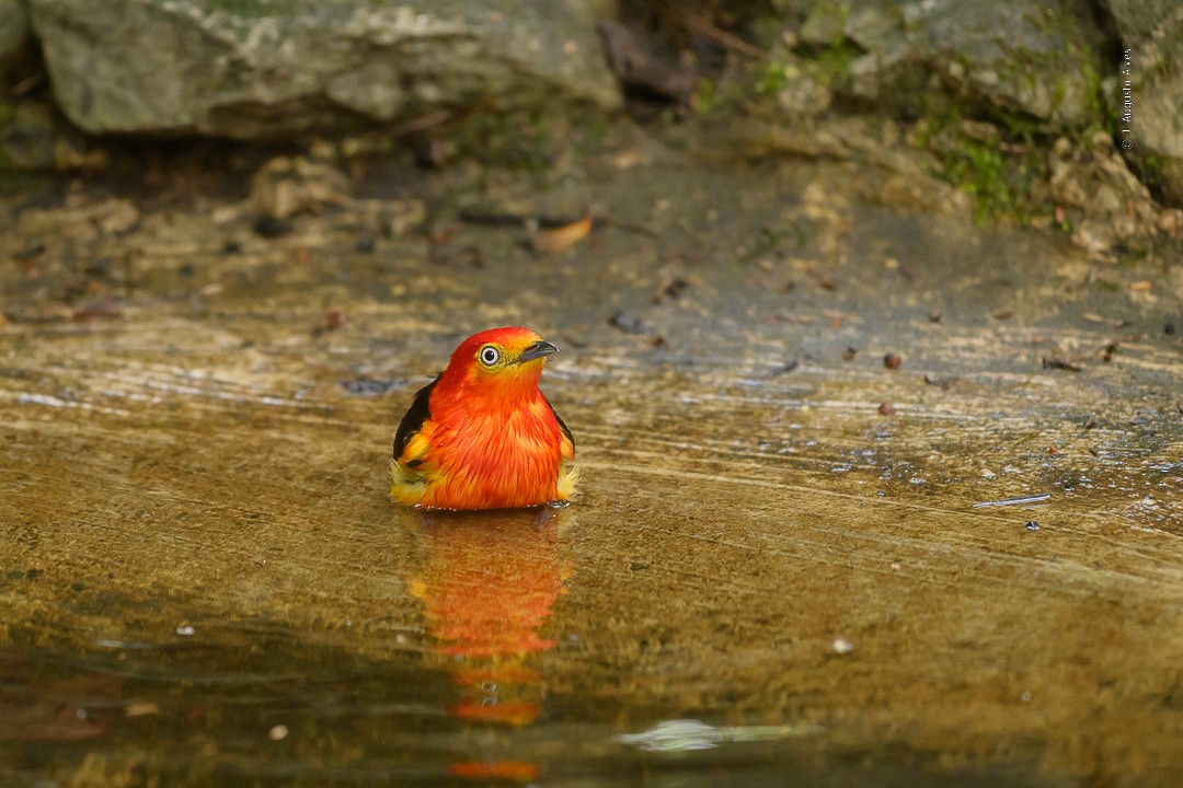 Band-tailed Manakin - ML516074091