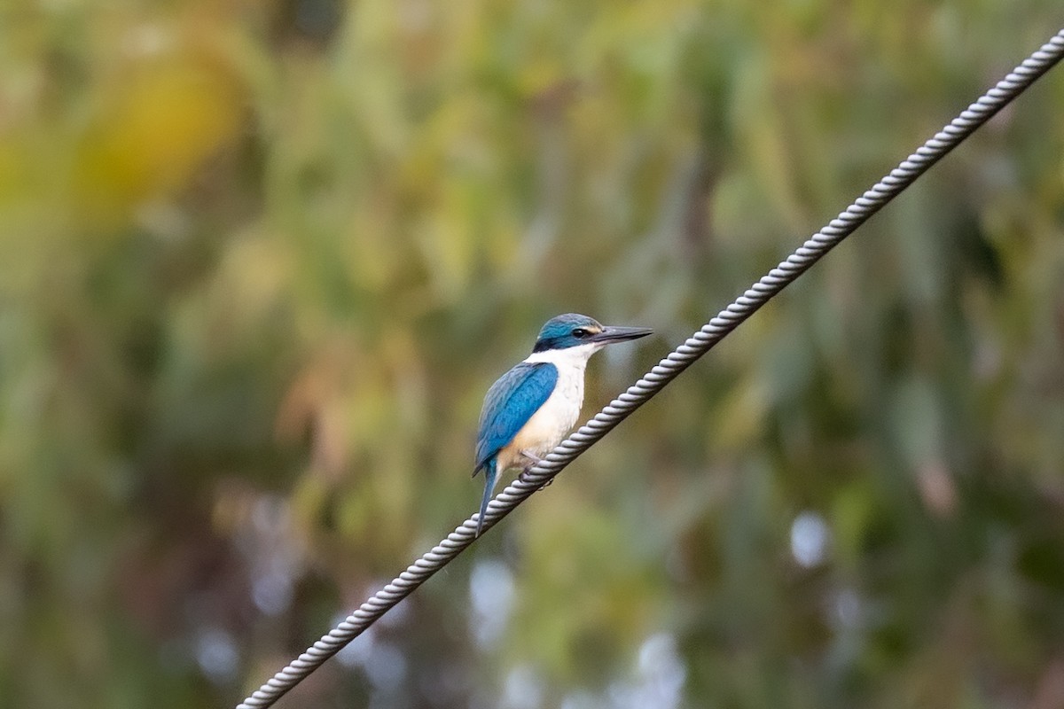 Sacred Kingfisher - ML516074221