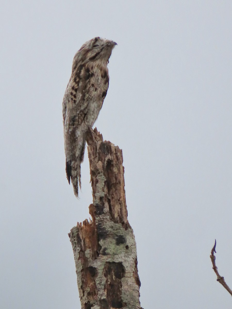 Common Potoo - ML516075571