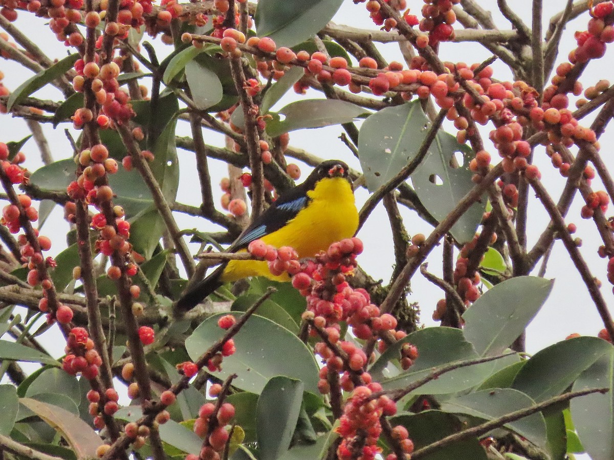 Blue-winged Mountain Tanager (Bolivian) - ML516075881