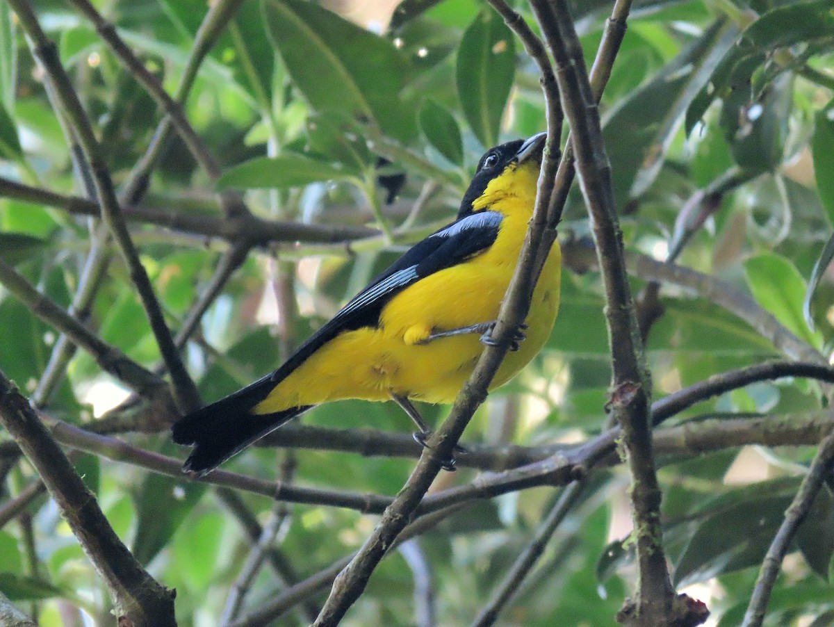 Blue-winged Mountain Tanager (Bolivian) - ML516075891