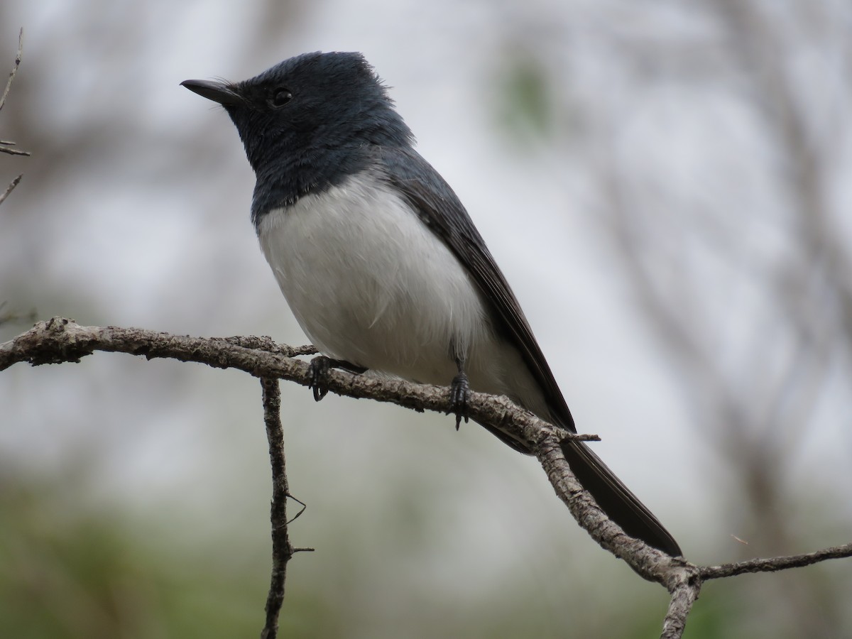 Leaden Flycatcher - ML51607841