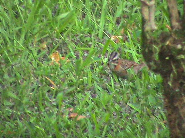 Rufous-collared Sparrow - ML516078831