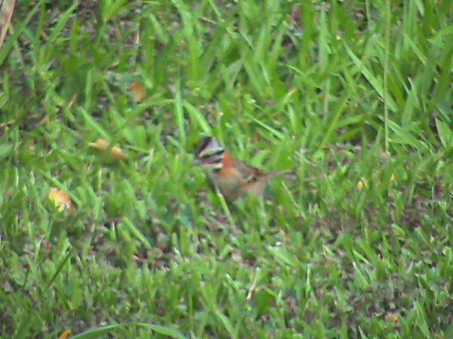 Rufous-collared Sparrow - ML516078841